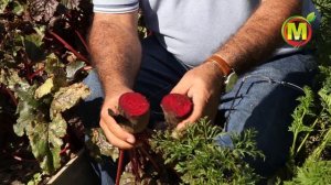 Урожайные сорта СВЕКЛЫ СТОЛОВОЙ селекции Агрофирмы Аэлита.