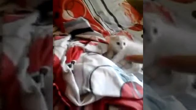 Кот,который боится руки.