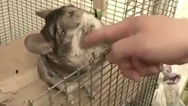 Шиншилла Смешной Зверек смотреть онлайн
