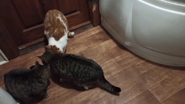"Чубайс" - вот так нужно было назвать кота. Такой же рыжий и "симпатичный". смотреть онлайн