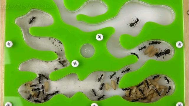 ВЫБИРАЕМ МУРАВЬЕВ ДЛЯ НОВИЧКА. смотреть онлайн