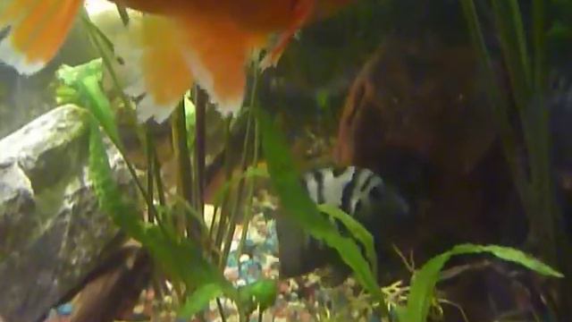 Красавец Северум от MARTINY специально для http://aqualog.ru/ смотреть онлайн