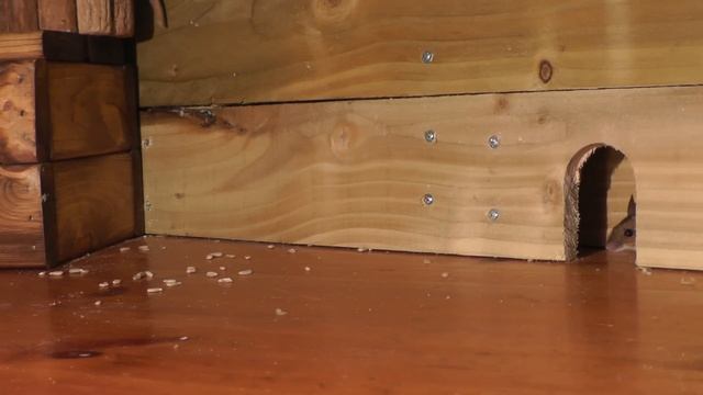 Cat TV ~ Mice in The Jerry Mouse Hole ? 8 HOURS ? Videos for Cats смотреть онлайн