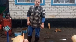 //Сколько весит свиная туша?! Выход мяса со Свиньи. Откорм свиней. Свиноводство.