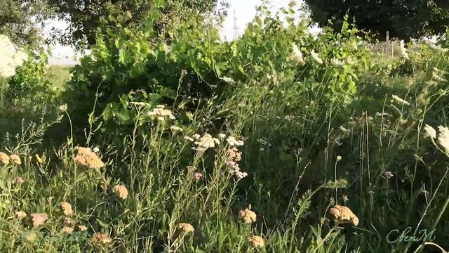 Самарканд ”Flora Garden” Вечерняя прогулка с лавандовым настроением! смотреть онлайн