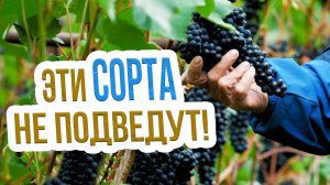 Лучшие сорта винограда для начинающих. Какой сорт винограда выбрать для посадки?