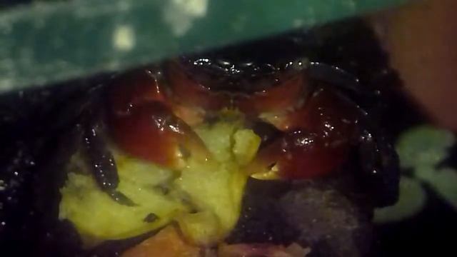 Краб кушает используя клешни смотреть онлайн