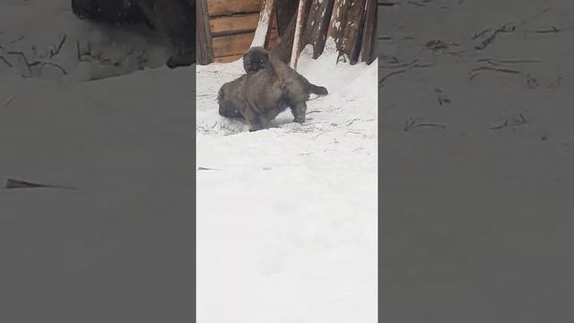 Девочки,45 дней! смотреть онлайн