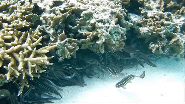 Striped Eel Catfish - Plotosus lineatus - сом угрехвостый полосатый - полосатый сомик - Lady Elliot смотреть онлайн