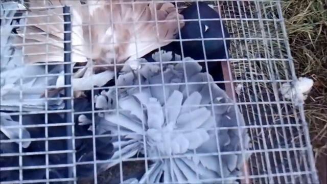 Орловская ярмарка голубей, кроликов и домашней птицы 04.11.2017 смотреть онлайн