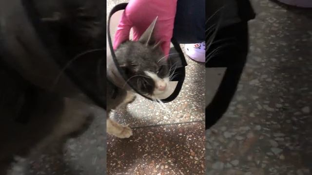 Кота подобрали с улицы ? смотреть онлайн