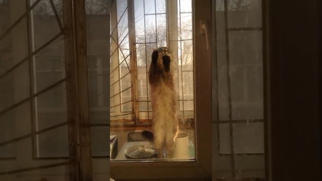 Котик просится домой/ Cat wants to go home смотреть онлайн