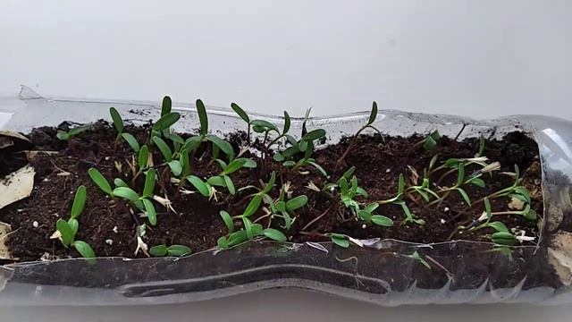 Бархатцы.Выращивание дома из семян смотреть онлайн