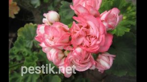 Пеларгония Дениз