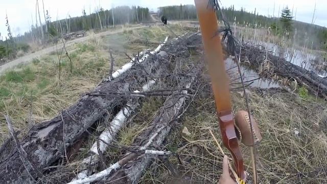 Black Bear Attacks Man смотреть онлайн