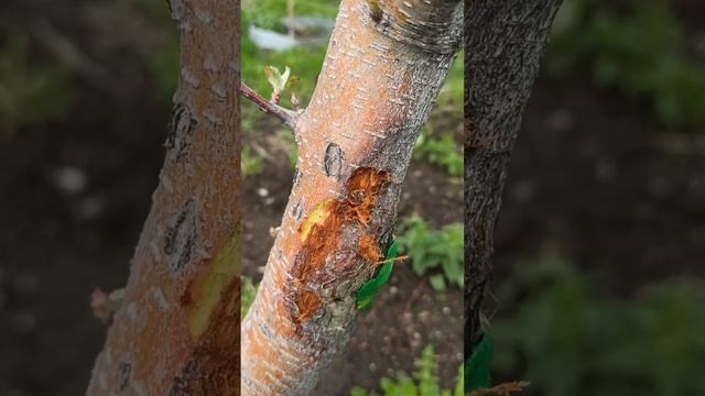 Солнечный ожог яблони. Что делать? смотреть онлайн