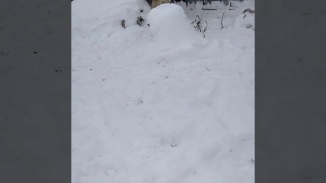 ЗСЛ Тайга работа по кабану. смотреть онлайн