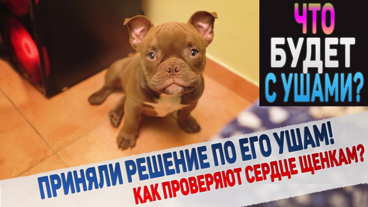 Купируем уши Пупсу или нет? Долго думали и решили! смотреть онлайн