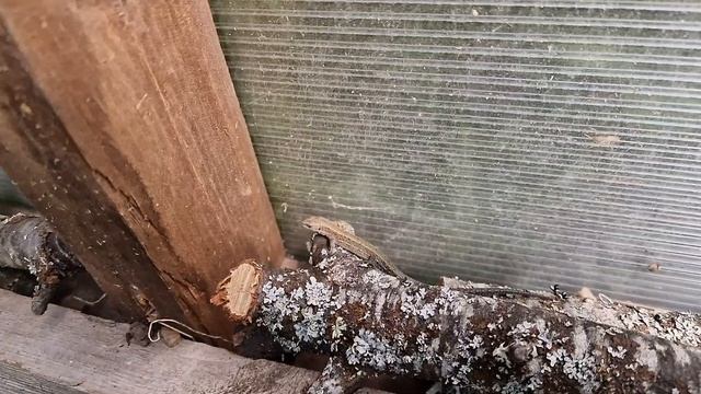Ящерицы живут в теплице ?. Lizard slow motion смотреть онлайн