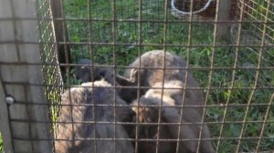 кролики французский баран окрас гавана