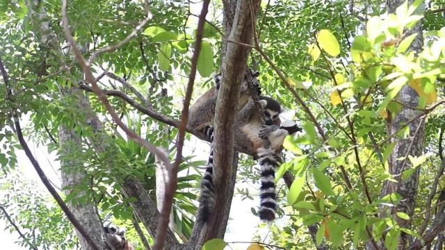 LEMUREN In Freier Wildbahn ?Madagaskar Nationalparks ??