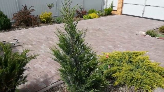 Клен японский дланевидный! смотреть онлайн