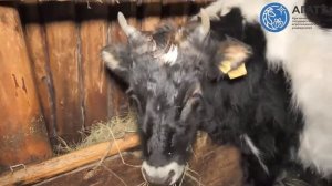 Агропроект "Фермеры Якутии". Якутская порода коров.