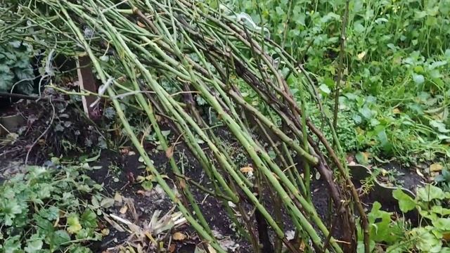 ОБРЕЗКА ФЛОРИБУНДЫ АНГЕЛА, МУСКУСНЫХ ГИБРИДОВ .