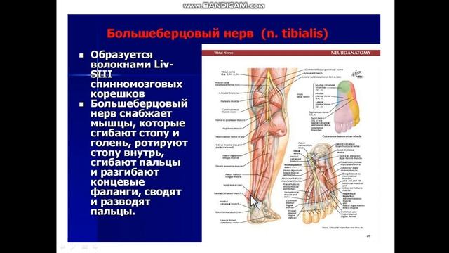Dumg`aza chigali anatomiyasi 2-qism смотреть онлайн