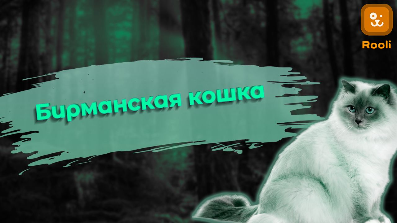 Бирманская кошка: изящество и таинственность породы