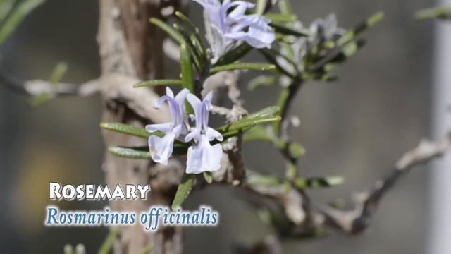 36) Flowering Bonsai of Spring смотреть онлайн