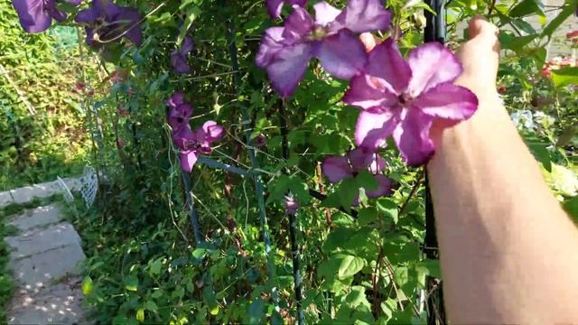 Клематис Venosa Violacea. 3 группа обрезки. смотреть онлайн