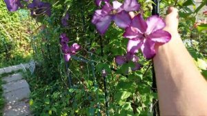 Клематис Venosa Violacea. 3 группа обрезки.