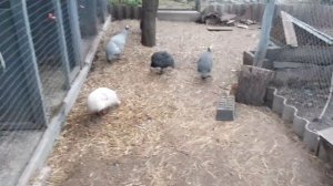 Цесарки//Содержание цесарок//Когда начинают нестись