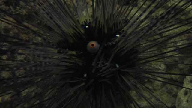 Морской Ёж Диадема И это у него не глаз! смотреть онлайн