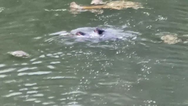 Ротвейлеру, любое море по колено. смотреть онлайн