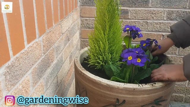 New House Frontyard tour~Planting begins in new garden~ Planting rose, hibiscus, weigela, peonies смотреть онлайн