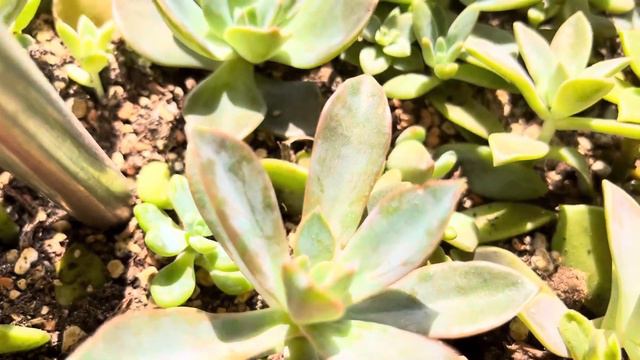 Almanya’da yaz kış Balkonda olan Sukulentler Kaktüsler#bakım#sulama#vlog смотреть онлайн