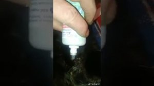 Как обработать рану коту