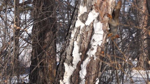 Беличьи свадьбы в Шушенском бору смотреть онлайн