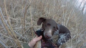 Охота на фазана с легавой. февраль 2024