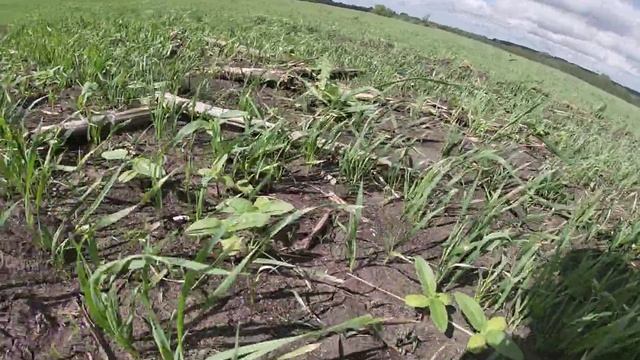 Яровая Пшеница Тризо, Малая Сердоба смотреть онлайн