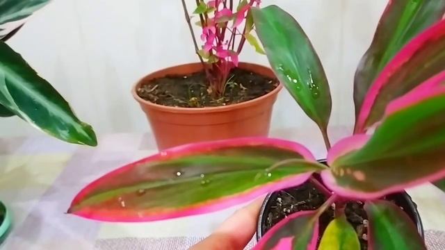 КОМНАТНЫЙ ЦВЕТНИК???КОМНАТНЫЕ РАСТЕНИЯ С КРАСНЫМИ ЛИСТЬЯМИ?! смотреть онлайн