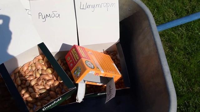 Посадка лука севка в открытый грунт весной