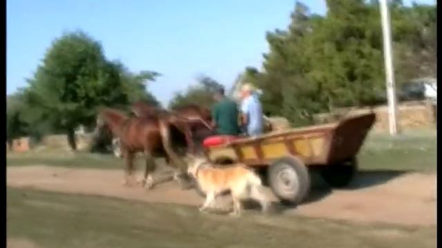 Среднеазиатская овчарка Часть 1 Варианты использования смотреть онлайн