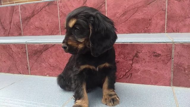 Черно-подпалая девочка Английский кокер спаниель 2 мес+1нед смотреть онлайн