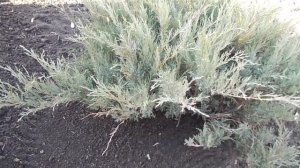 УХОД ЗА МОЖЖЕВЕЛЬНИКОМ ОСЕНЬЮ.ВАЖНЫЕ МЕРОПРИЯТИЯ.