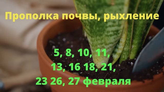 Лунный календарь цветовода на февраль 2021 г смотреть онлайн