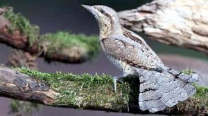 Пение птицы Вертишейка (Jynx torquilla)