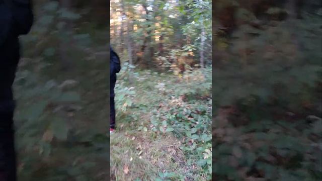 Нашли стальную трубу выходящую из земли в нашем лесу смотреть онлайн